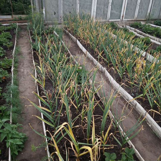 Участок 4 сот. (СНТ, ДНП)