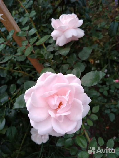 Розаплетистая,нью даун