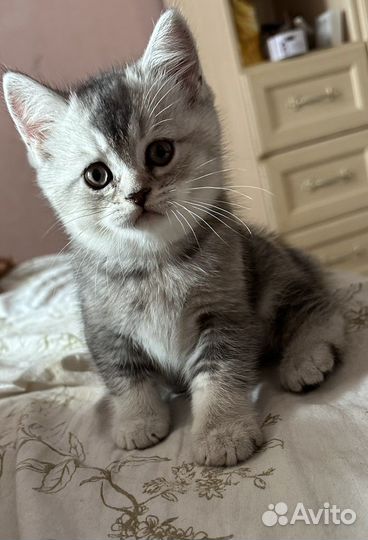 Шотландские котята