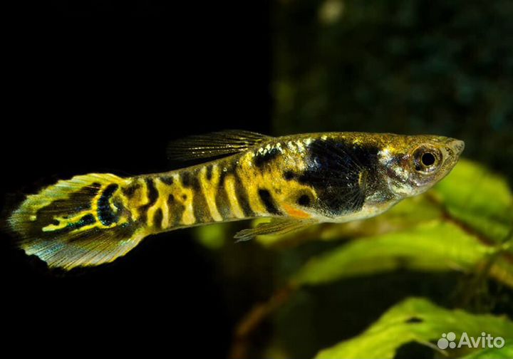 Гуппи Эндлера Тигры