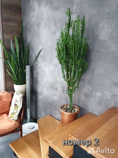 Интерьер. Молочай. Эуфорбия Тригона