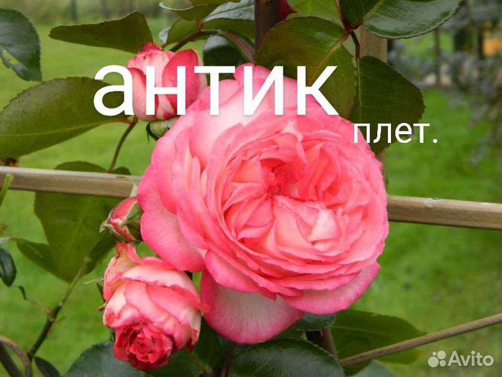 Розы и садовые цветы