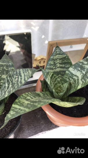 Сансиверия Ханни