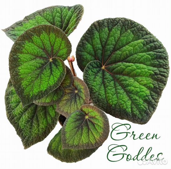 Бегонии декоративно лиственные