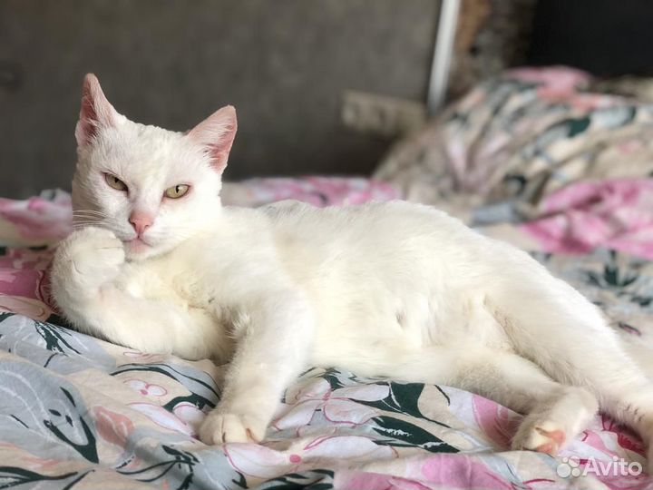 Кошечка в дар