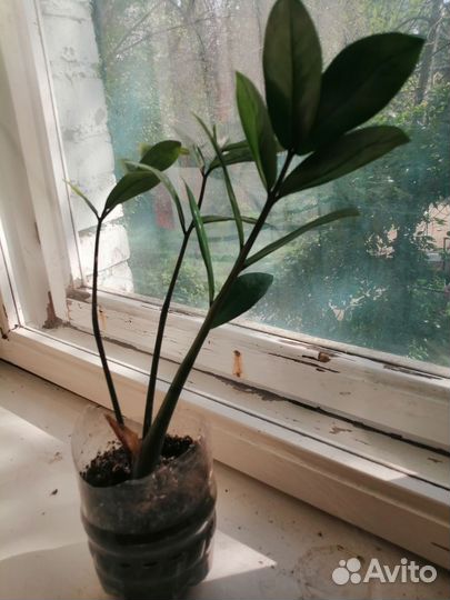 Замиокулькас