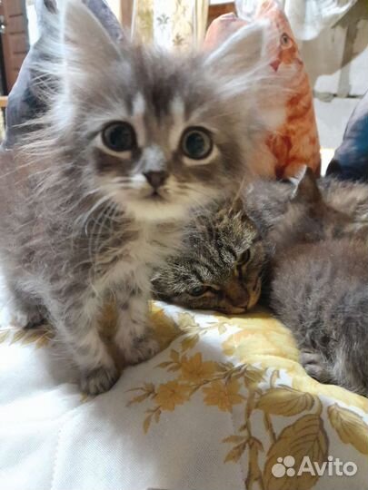 Кошка с котятами