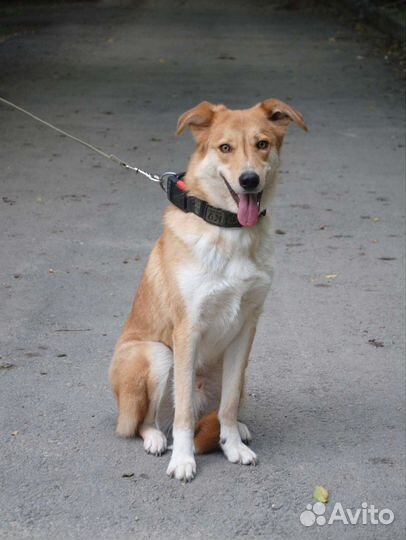 Передержка животных, зооняня