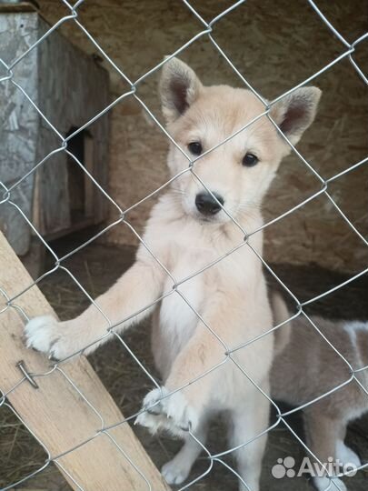 Щенки Западно Сибирской Лайки