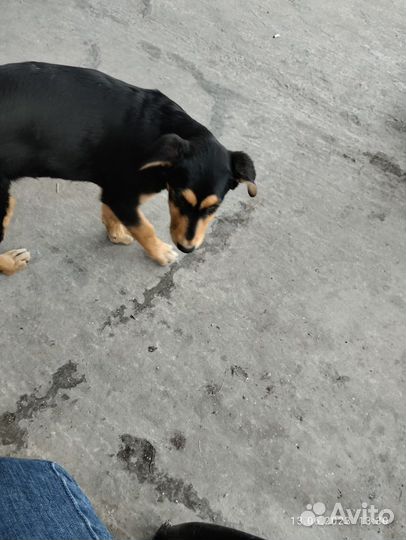 Щенок похожа на метиса ротвейлера ищет дом