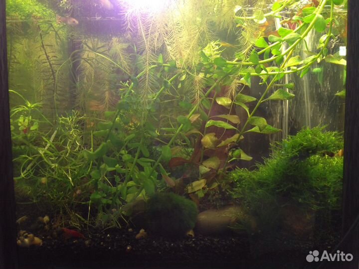 Предлагаю круглый аквариум