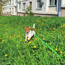 Собака в добрые руки отдам бесплатно