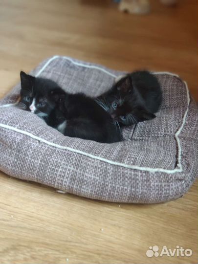 Очаровательные малыши в добрые руки