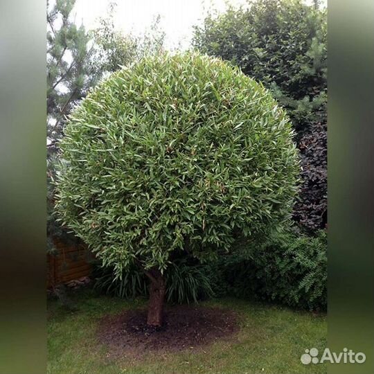 Саженцы Ивы шаровидной