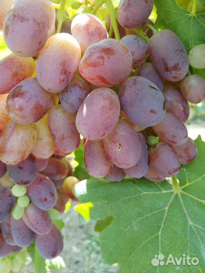 Черенки самых вкусных десертных сортов винограда