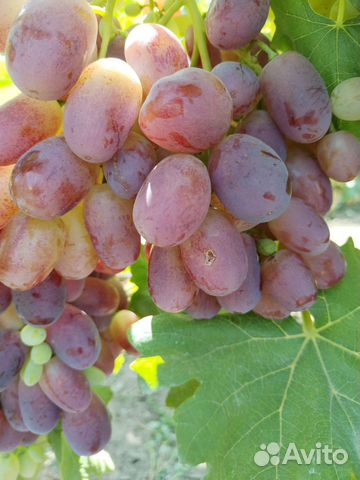 Черенки самых вкусных десертных сортов винограда