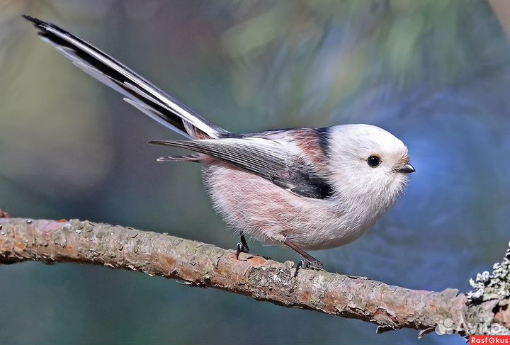 Певчие птицы