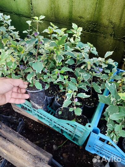 Гибискус пестролистный