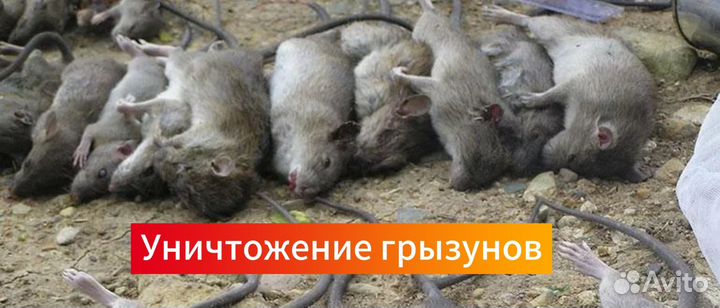 Уничтожение насекомых тараканов клопов