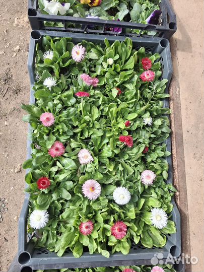 Горшочные цветы