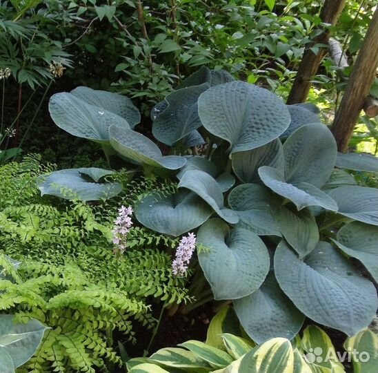 Хоста голубая