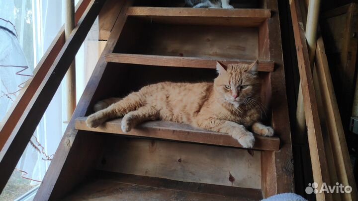 Рыжий барадач