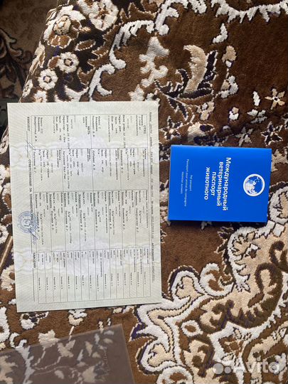 Продам щенят Западносибирской лайки