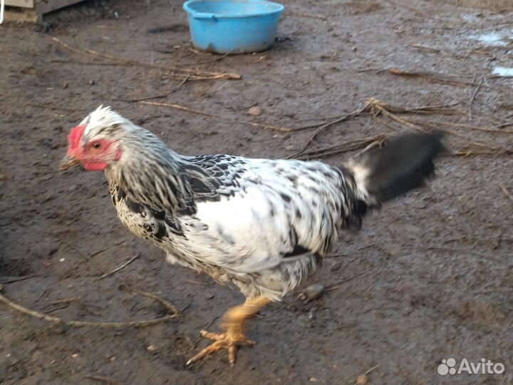 Молодые петушки