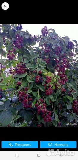 Саженцы ежевики сортовой