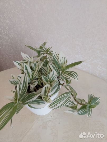 Традисканция Альба