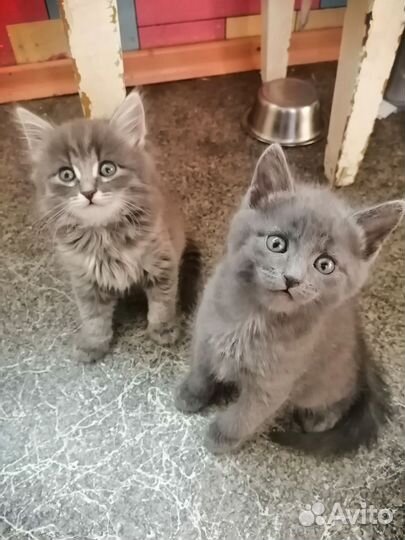 Передержка для кошек