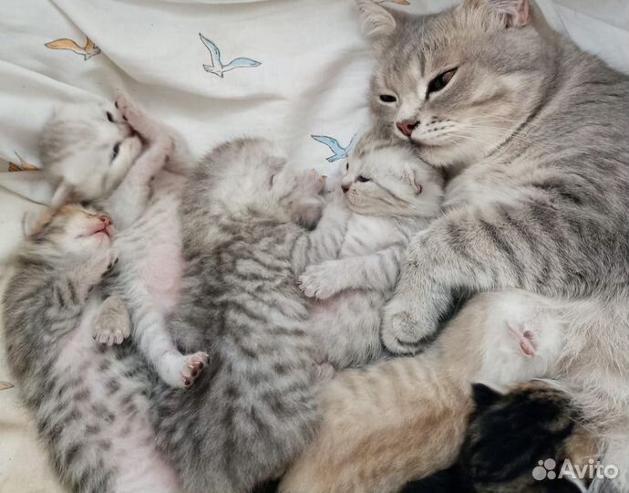 Шотландские котята