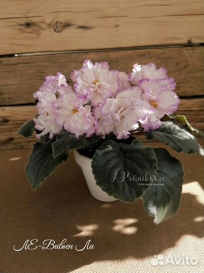 Фиалка коллекционная