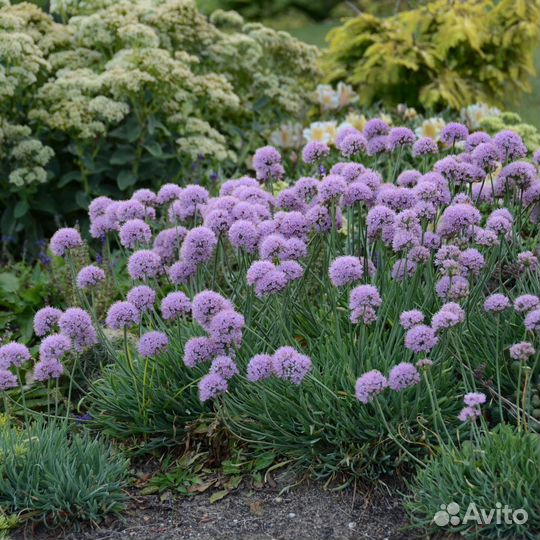 Лук декоративный