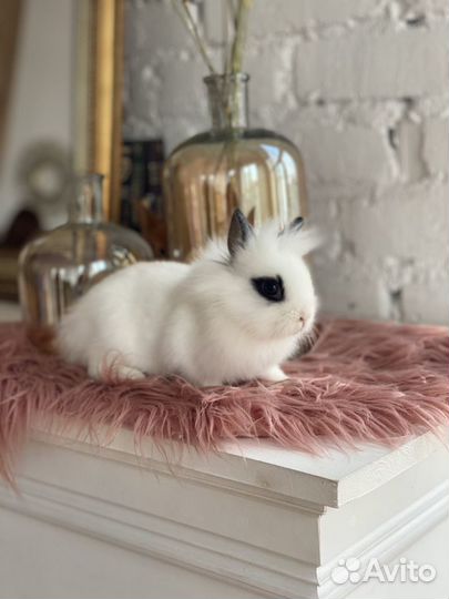Элитные кролики мини(маленькие ушки)