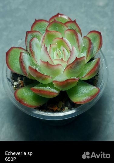 Суккуленты 3