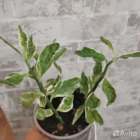 Педилантус