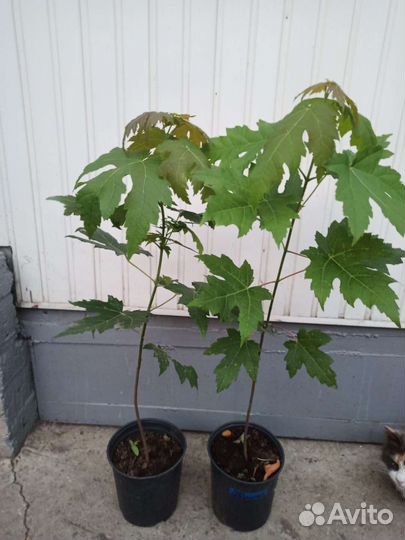 Клён серебристый саженцы