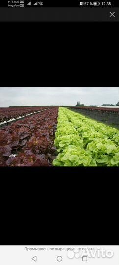 Салатная продукция