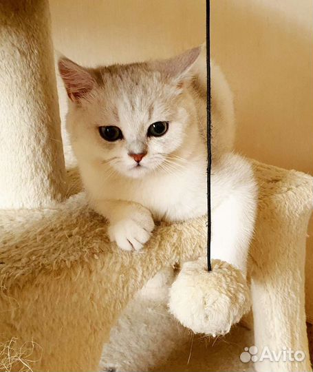 Британская серебристая шиншилла