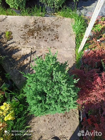 Можжевельник китайский стрикта