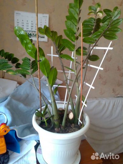 Дифенбазия с горшком100см, детками