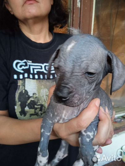 Щенки ксолоитцкуинтли