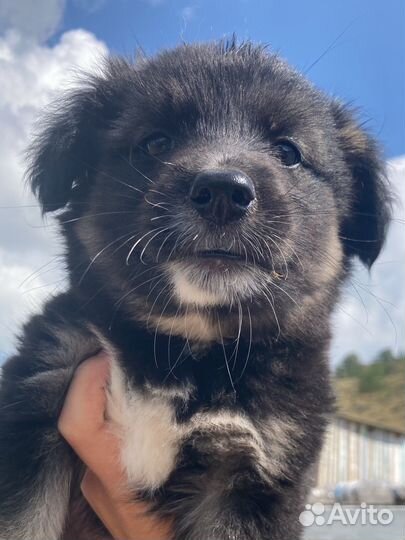 Собаки щенки