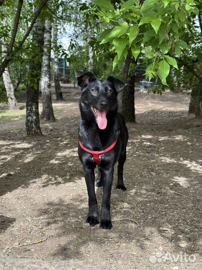 Собака Нина в добрые руки