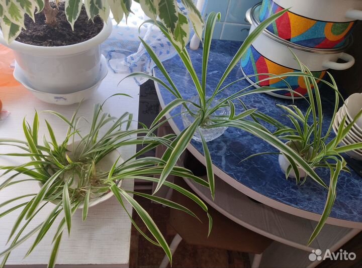 Хлорофитум