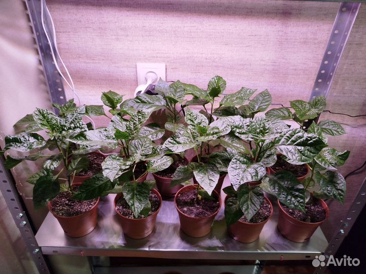 Рассада Каролина Рипер