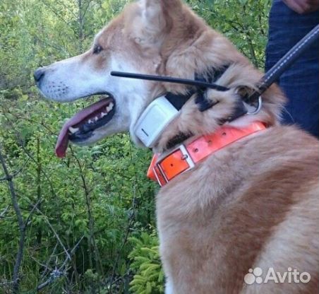 Ошейник GPS трекер для охотничьих собак TKstar 911