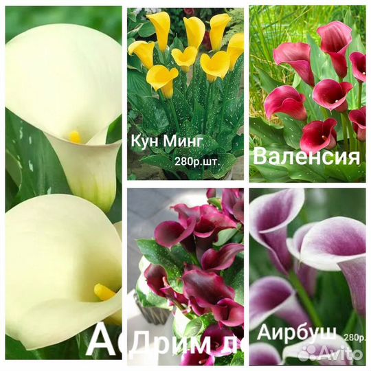 Набор клубней