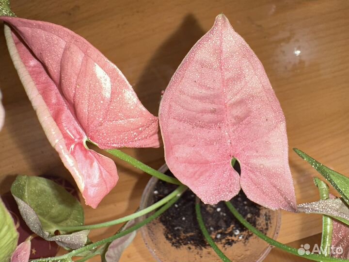 Сингониум неон пинк